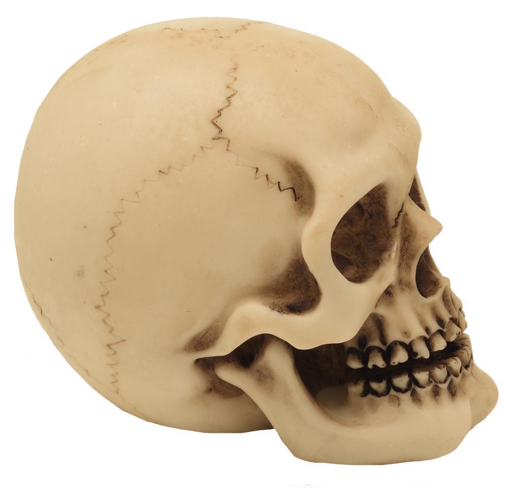Kranium figur model dekoration Halloween gadget gave - MC-30683