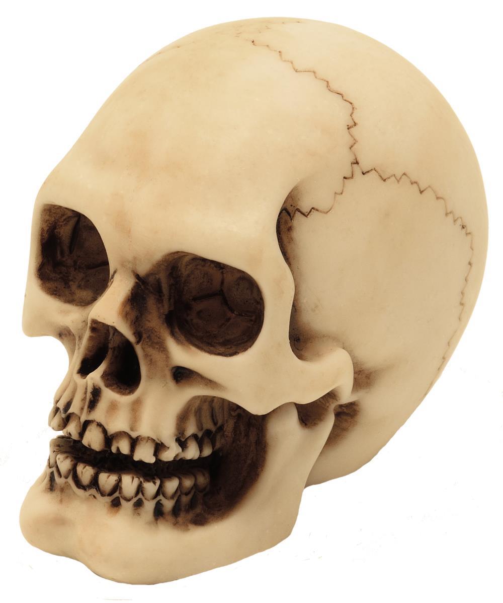 Kranium figur model dekoration Halloween gadget gave - MC-30683