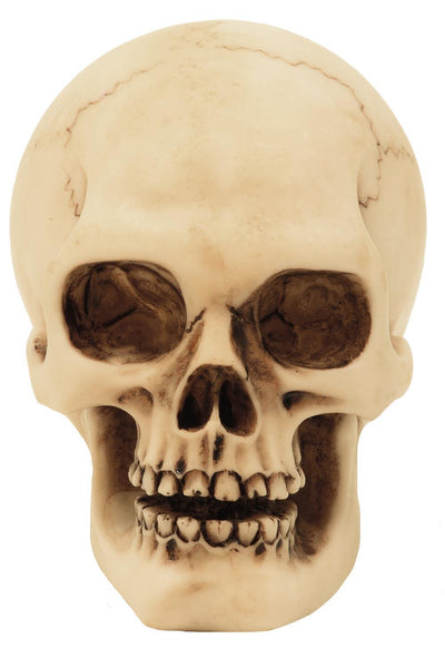 Kranium figur model dekoration Halloween gadget gave - MC-30683