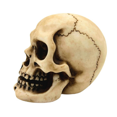 Kranium figur model dekoration Halloween gadget gave - MC-30683