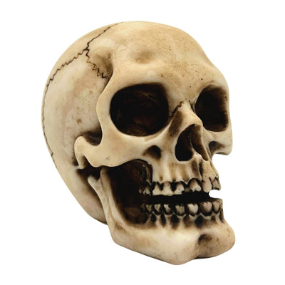 Kranium figur model dekoration Halloween gadget gave - MC-30683